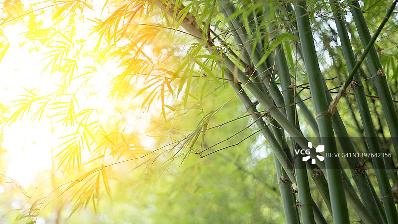 具有散景留白空间的竹园图片素材