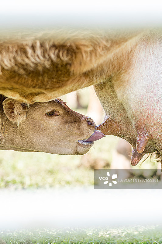 小牛犊在农场围栏后吮吸母牛乳汁图片素材