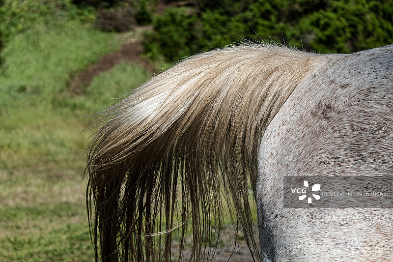马尾特写图片素材