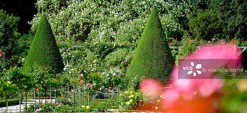 玫瑰园和植物造型树图片素材