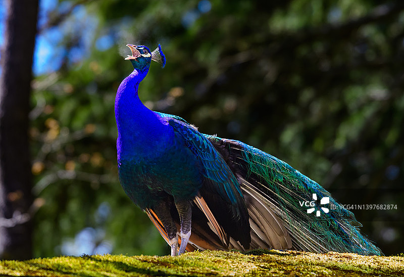 加拿大不列颠哥伦比亚省正在求偶的孔雀图片素材