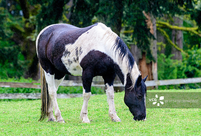 在加拿大不列颠哥伦比亚省的田野里吃草的挽马图片素材