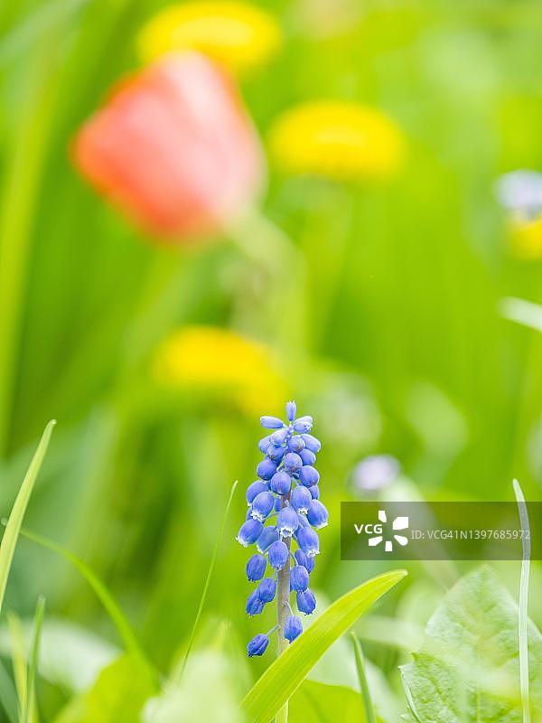 葡萄风信子，奥地利施蒂利亚州莱奥本图片素材