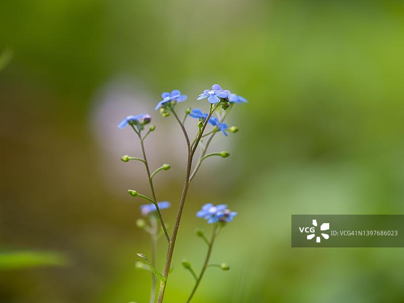 勿忘我，奥地利施蒂利亚州莱奥本图片素材