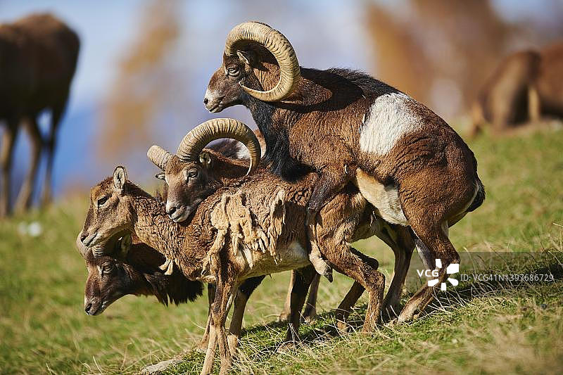 阿尔卑斯山上的欧洲摩弗伦羊(Ovis aries musimon)公羊和母羊配对,奥地利基茨比厄尔野生动物园图片素材
