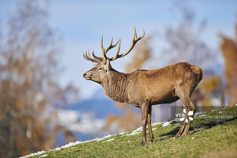 奥地利基茨比厄尔野生动物园：阿尔卑斯山上的红鹿图片素材