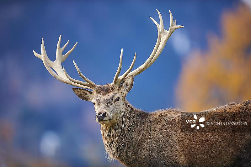 奥地利基茨比厄尔野生动物园：阿尔卑斯山上的红鹿图片素材