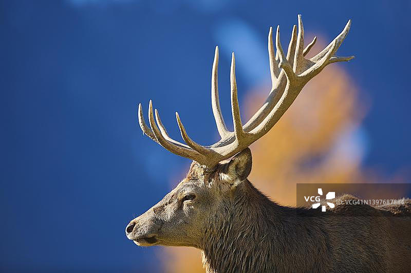 奥地利基茨比厄尔野生动物园：阿尔卑斯山上的红鹿图片素材