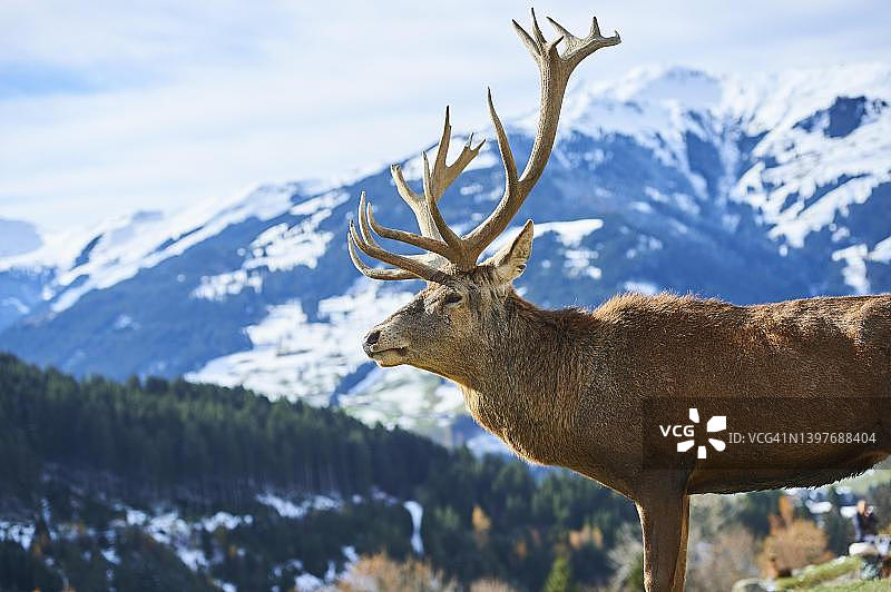 奥地利基茨比厄尔野生动物园：阿尔卑斯山上的红鹿图片素材