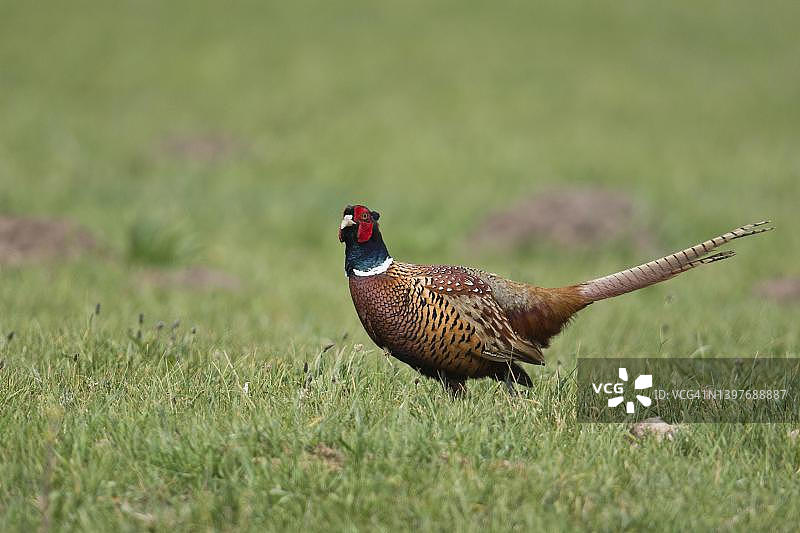 野鸡，德国下萨克森州埃姆斯兰图片素材