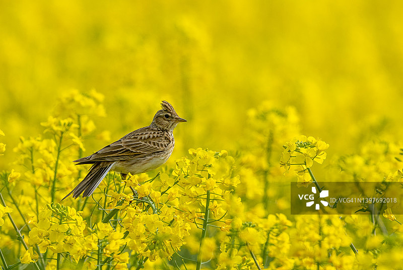欧亚云雀图片素材