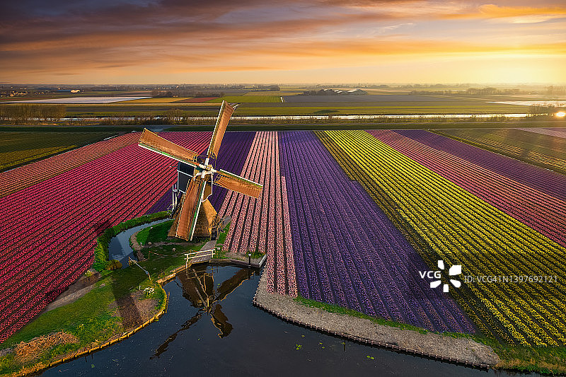 飞越荷兰的郁金香彩虹图片素材