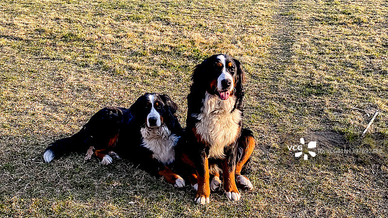 花园里的伯恩山犬姐妹图片素材