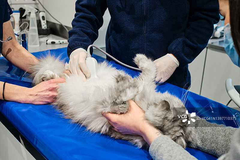 兽医为仰卧的猫做超声波扫描图片素材