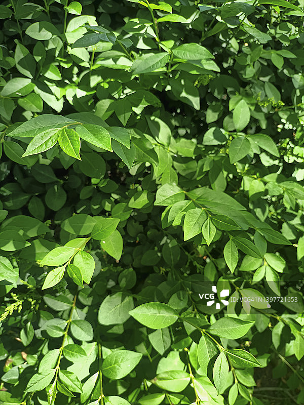 绿叶的全帧镜头图片素材