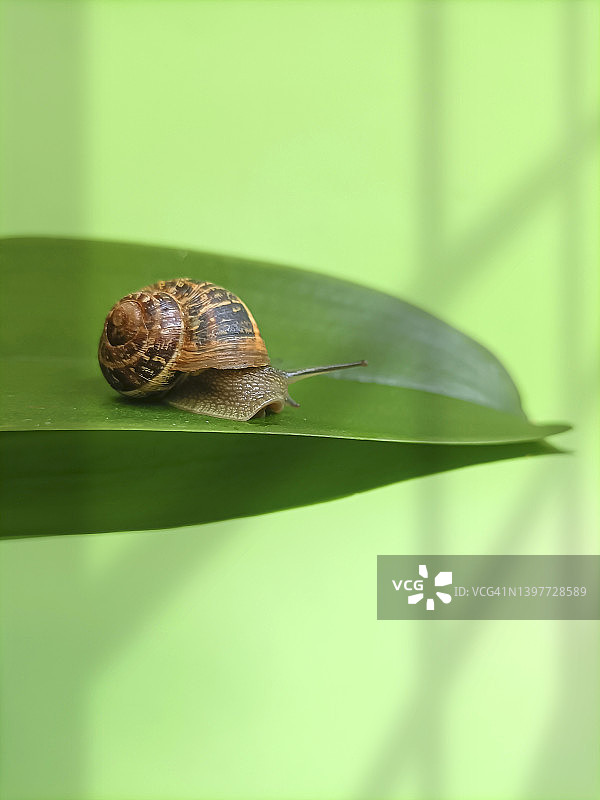 绿叶上的花园蜗牛图片素材