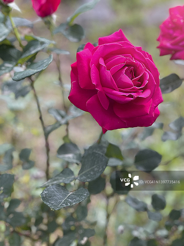 粉色茶香月季图片素材