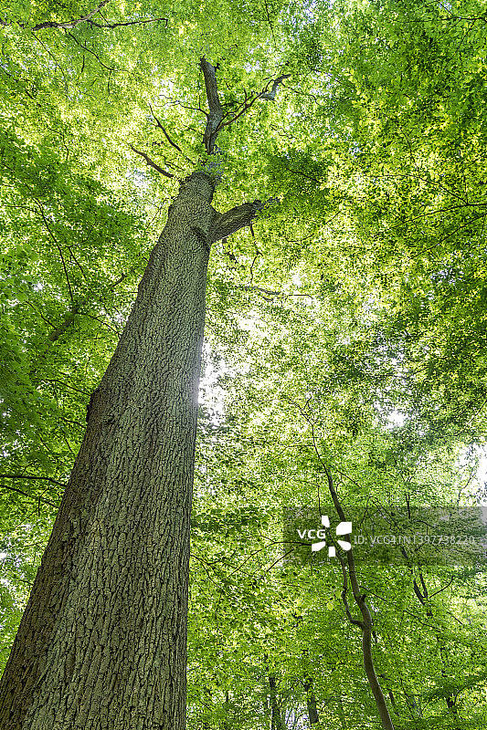 春季的巨大橡树图片素材