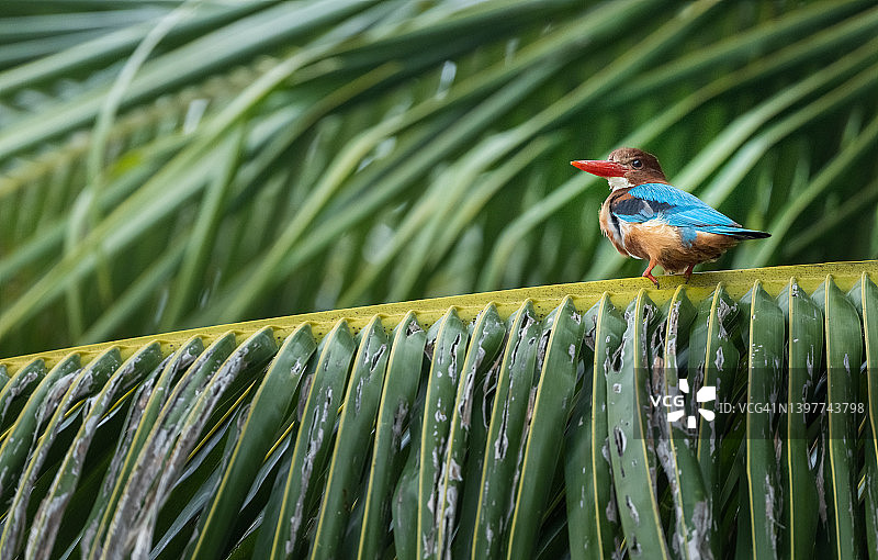 白喉翡翠图片素材