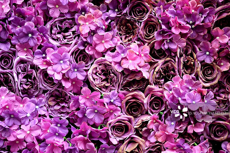 装饰着紫色鲜花的外墙图片素材