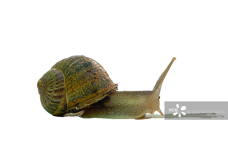 巴利阿里群岛的博维蜗牛，白色背景图片素材