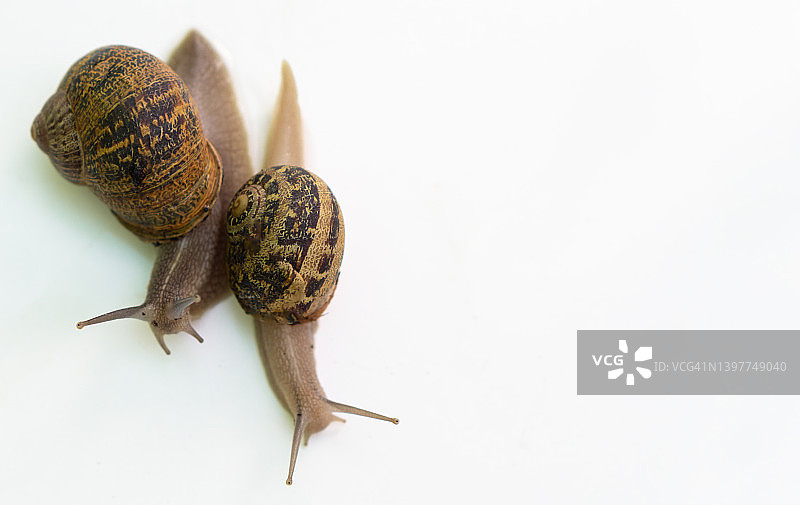 白色背景上移动的蜗牛图片素材