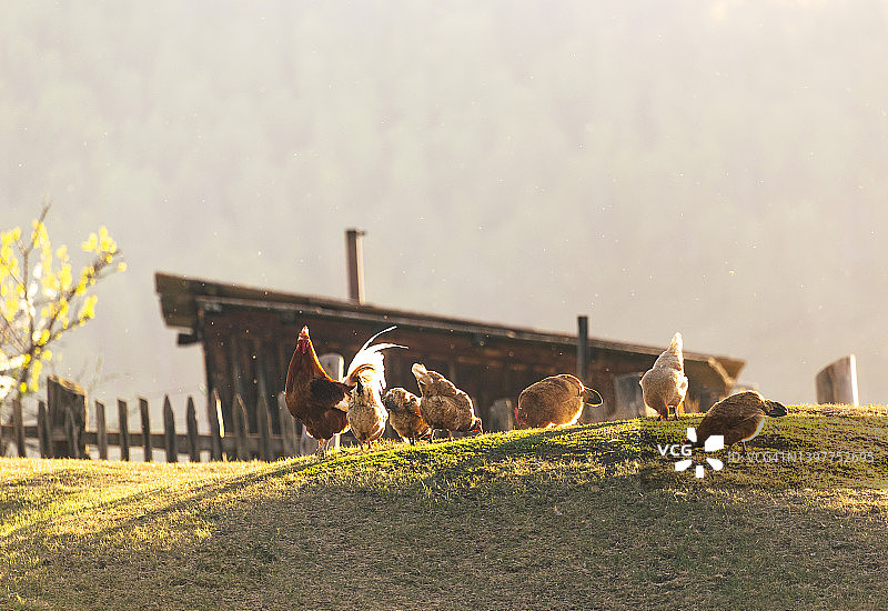 日落时分在村庄山坡上吃草的母鸡和公鸡群。有机农场的放养鸡。图片素材