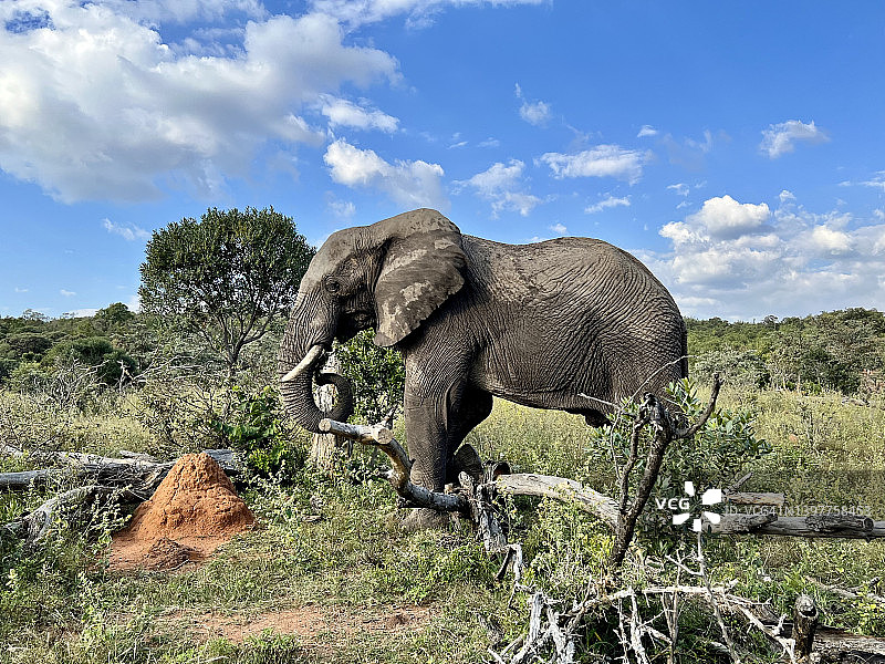 野生公象摄影之旅图片素材