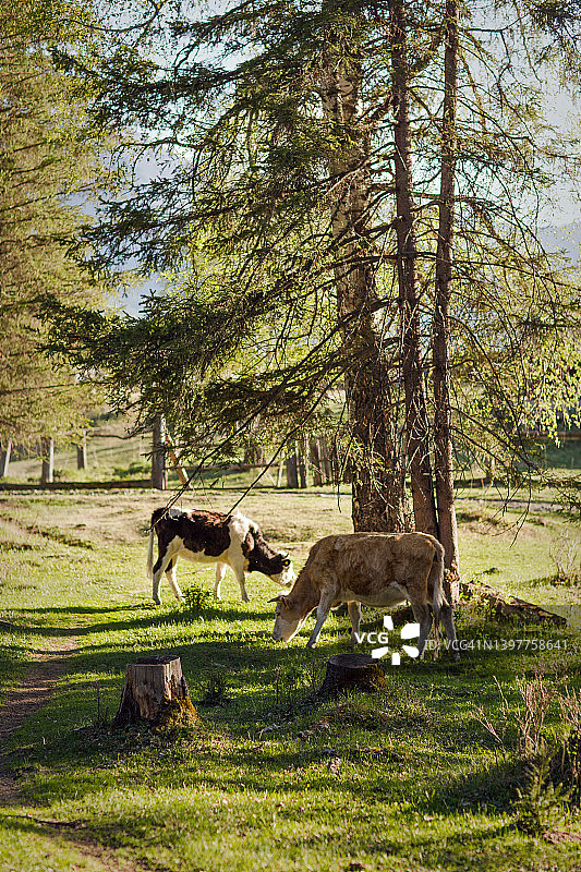 在冷杉树林中吃草的奶牛图片素材