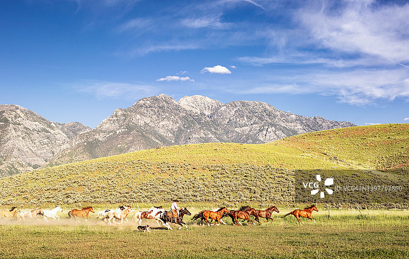 牧场主与野马奔驰图片素材