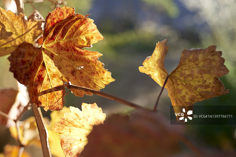 秋天的葡萄叶图片素材