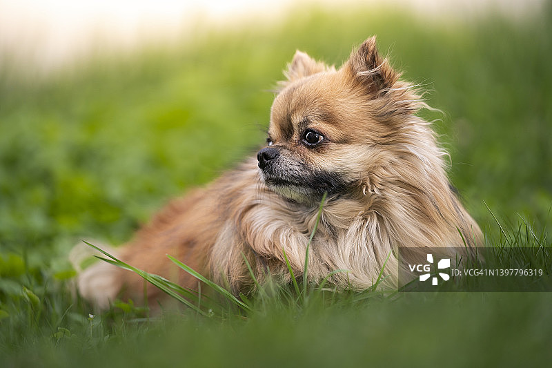 博美犬肖像图片素材