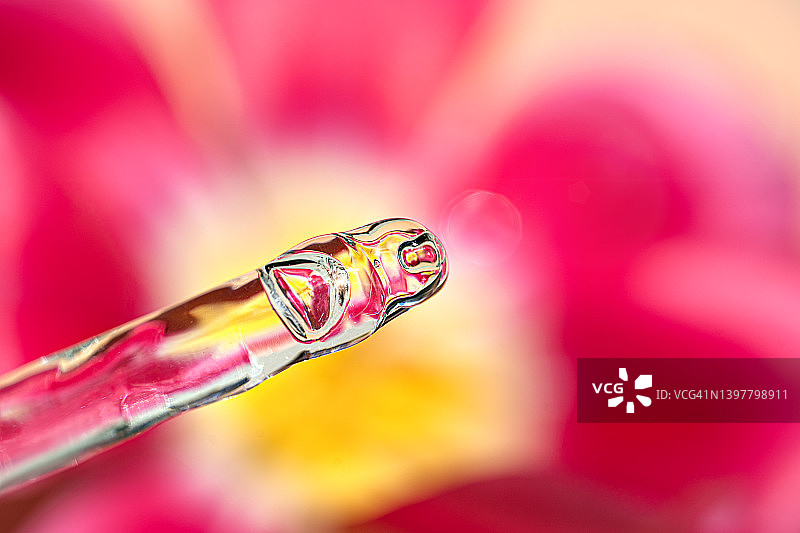 美容化妆品：滴在粉紫色红色郁金香花瓣上的面部精华液或天然精油图片素材