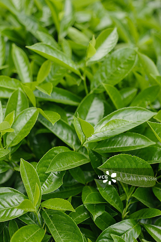 鲜艳的绿色月桂树叶特写：植物竖版背景图片素材