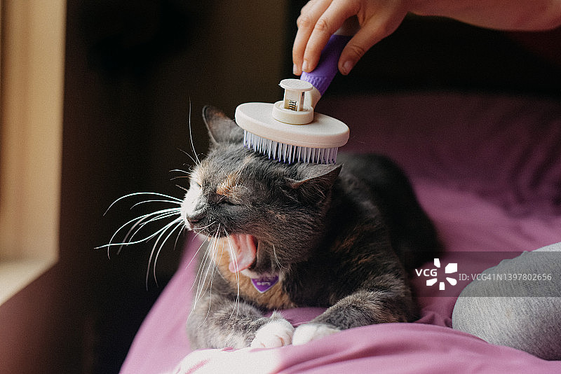 猫咪被刷毛图片素材