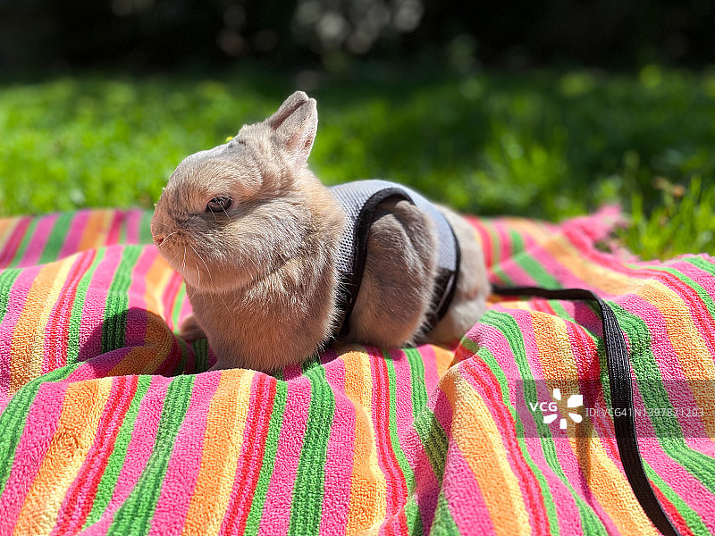 户外沙滩巾上的荷兰侏儒兔，带牵引绳和胸背带图片素材
