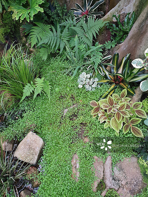 蕨类植物、凤梨科植物和热带植物图片素材