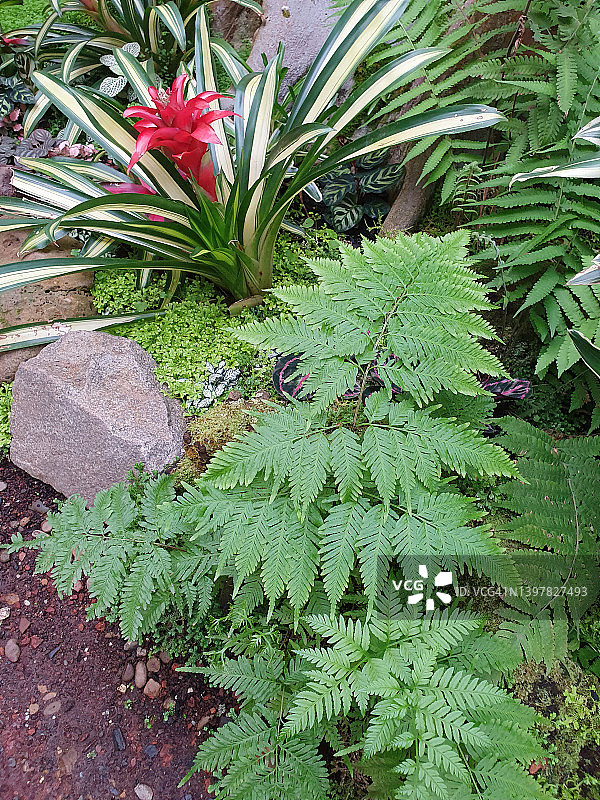 杂色擎天凤梨和澳洲凤尾蕨图片素材