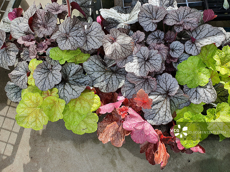 珊瑚钟图片素材