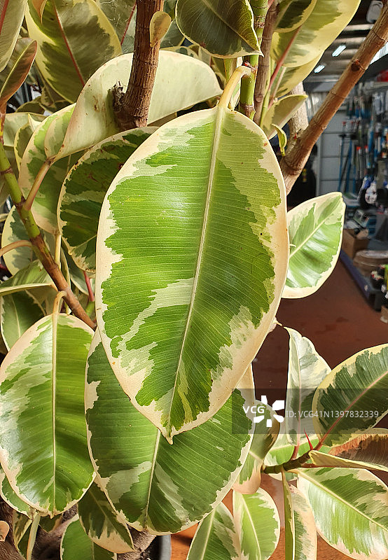 花叶橡皮树的叶子特写图片素材