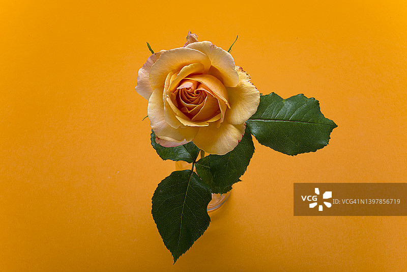 橙色背景上的单朵橙色玫瑰图片素材