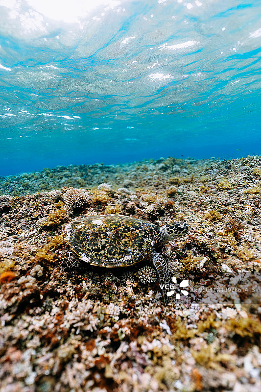 清澈热带水域中的玳瑁海龟图片素材