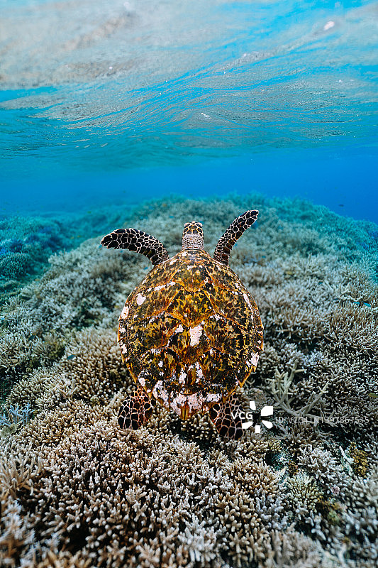 在日本冲绳珊瑚礁上游泳的海龟图片素材