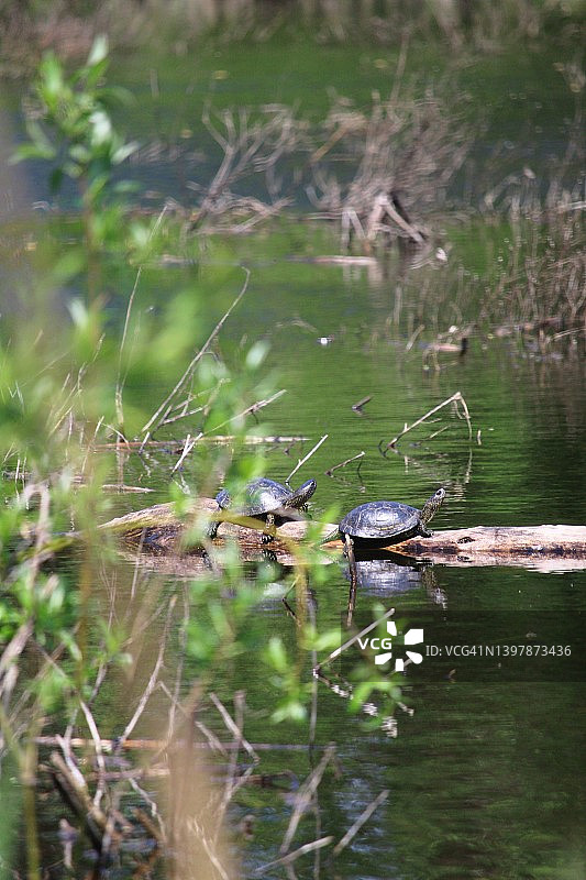 池塘里的乌龟图片素材