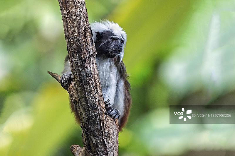 圈养的棉顶狨猴，卡尔斯鲁厄动物园，德国巴登-符腾堡州图片素材