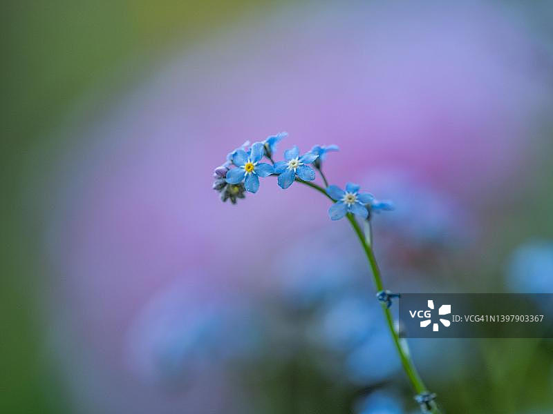 勿忘我，奥地利施蒂利亚州莱奥本图片素材