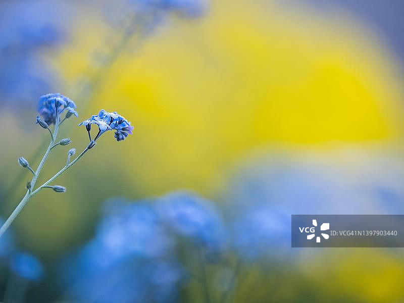 勿忘我，奥地利施蒂利亚州莱奥本图片素材