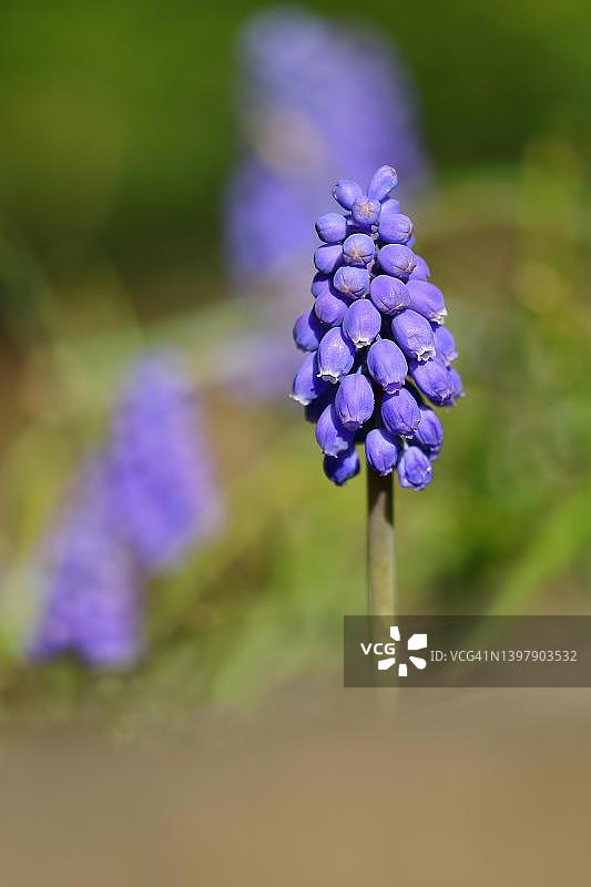 风信子葡萄（Muscari），德国北莱茵-威斯特法伦图片素材