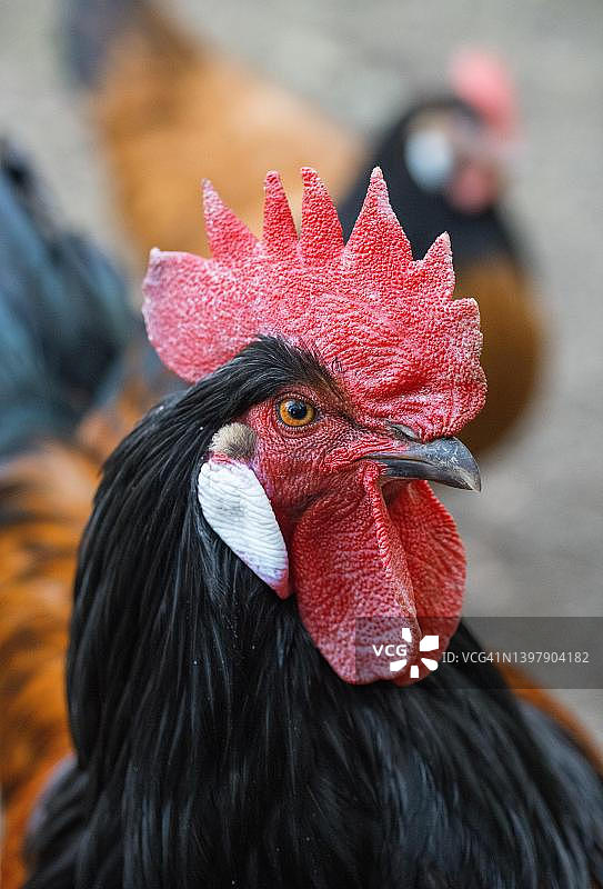 德国北莱茵-威斯特法伦家鸡公鸡头部特写图片素材