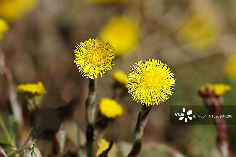 款冬（Tussilago farfara），森林小路上的花朵，德国北莱茵-威斯特法伦州图片素材